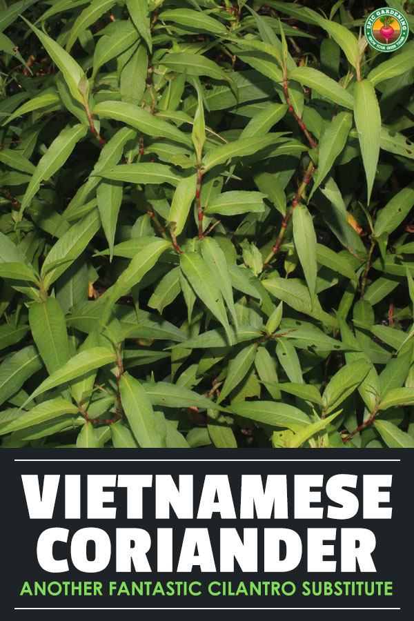 Vietnamese coriander (Persicaria odorata), known as rau ram in Vietnam, is a fantastic cilantro substitute you should grow in your garden.