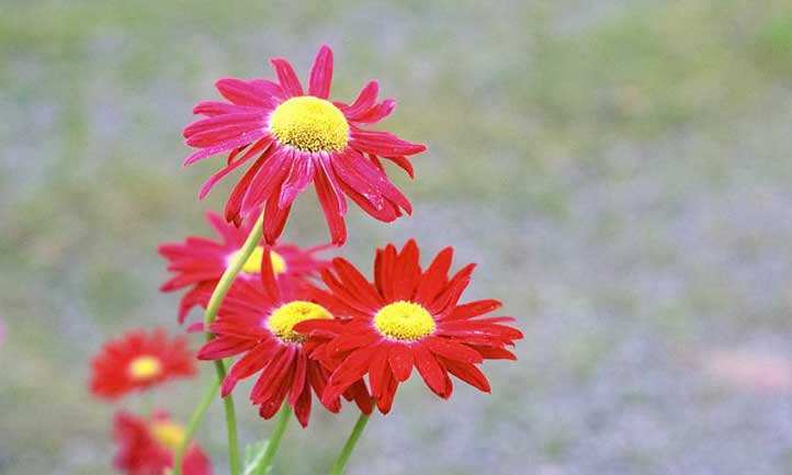Robinson's Rot has a striking and vibrant pink-red flower