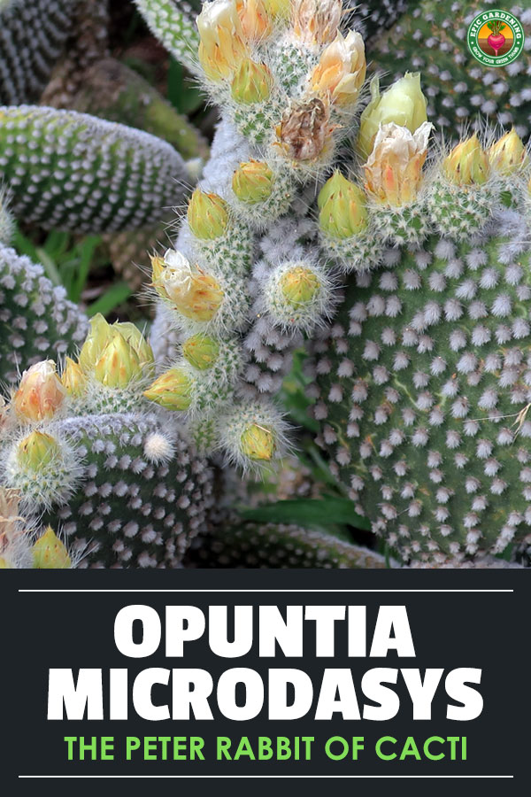 Opuntia microdasys, or bunny ears cactus, is a cute and simple houseplant or ornamental to care for. Learn how here.