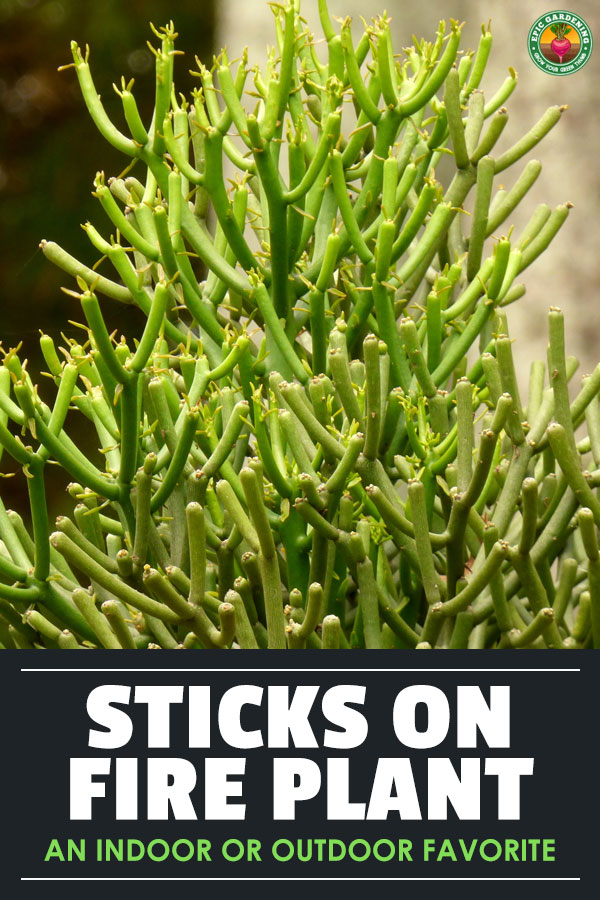 Pencil Cactus Care as a Houseplant or Garden Favorite