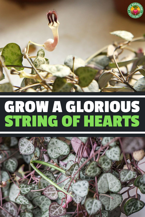 This sweetheart of a vine, ceropegia woodii, forms unusual flowers and heart-shaped leaves. Our guide reveals the top tips for growing it!