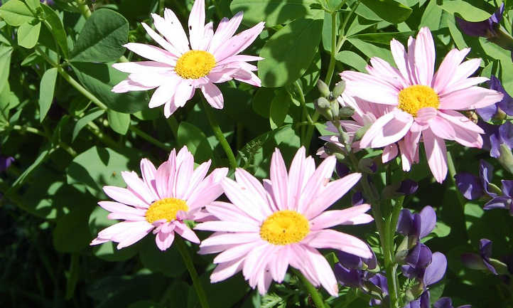 Painted daisy and baptisia flowers