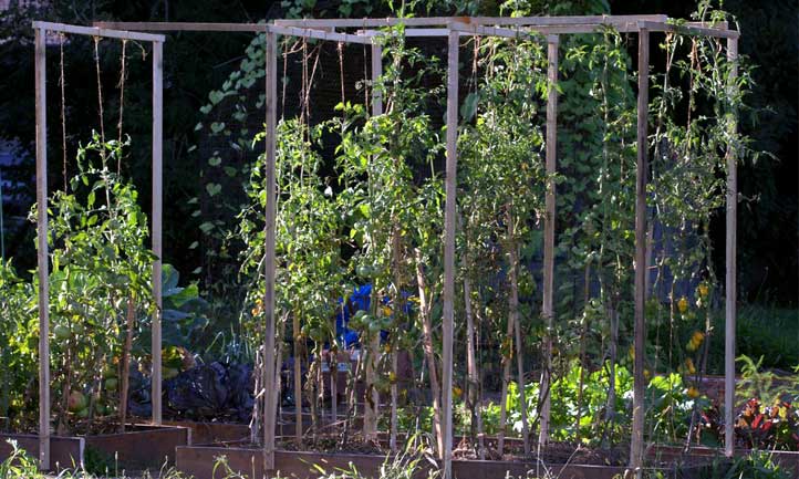 Tomato plant spacing is highly dependent on the type of tomato you're growing.