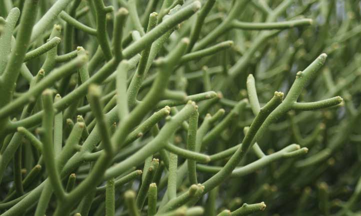 The gorgeous firestick plant has a strikingly unique visual appeal
