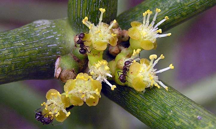 Here you can see ants on the flowers of Euphorbia tirucalli