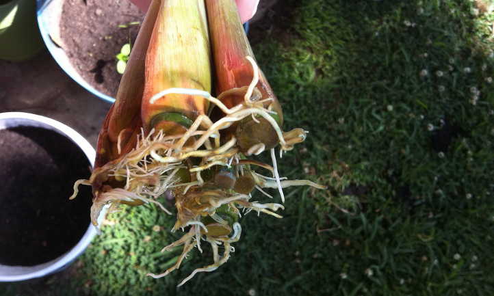 Base of lemongrass with some roots