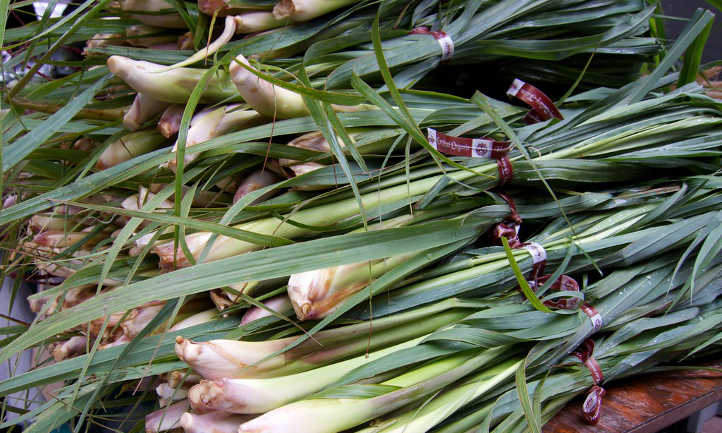Harvested lemon grass plant