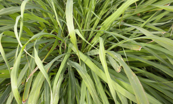 Lemongrass plant