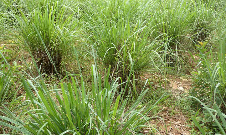Lemongrass plants in field