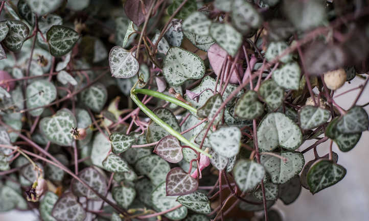 Ceropegia woodii with bulbils