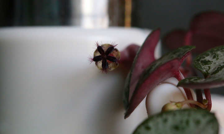 Head on view of rosary vine flower