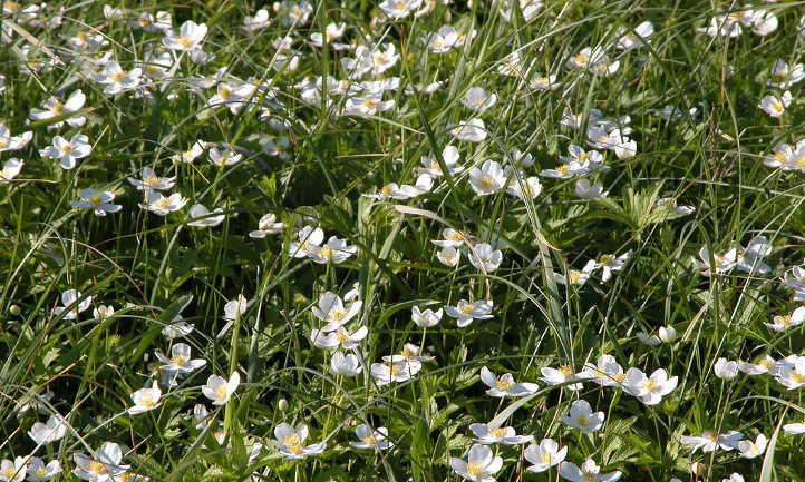 Anemone canadensis aka windflower