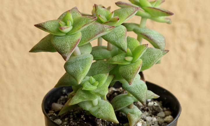A variety of the Pagoda Plant called 'Giant'