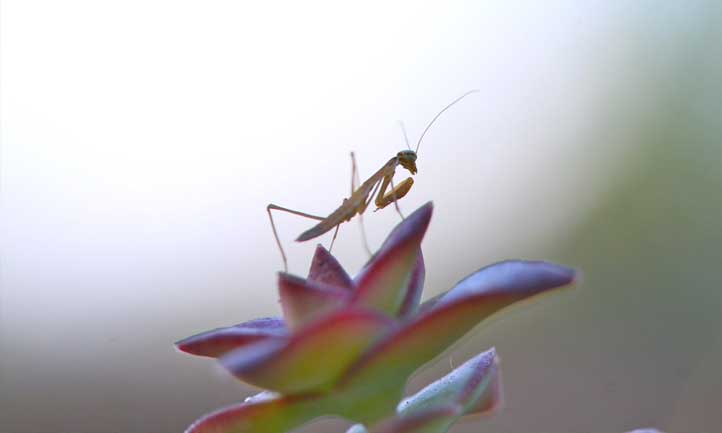 A cute praying mantis hanging out atop the string of buttons