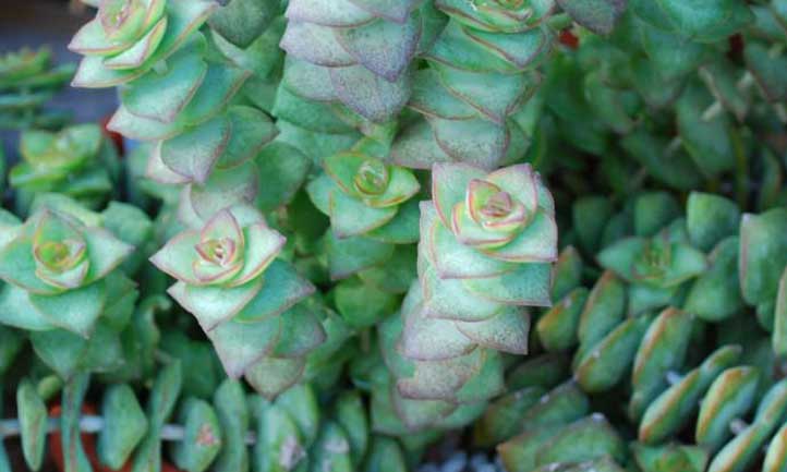 Crassula perforata ssp. Kougaensis is a pretty basic subspecies of this plant