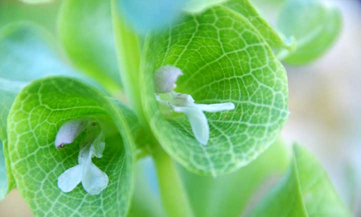 Moluccella laevis flowers close-up