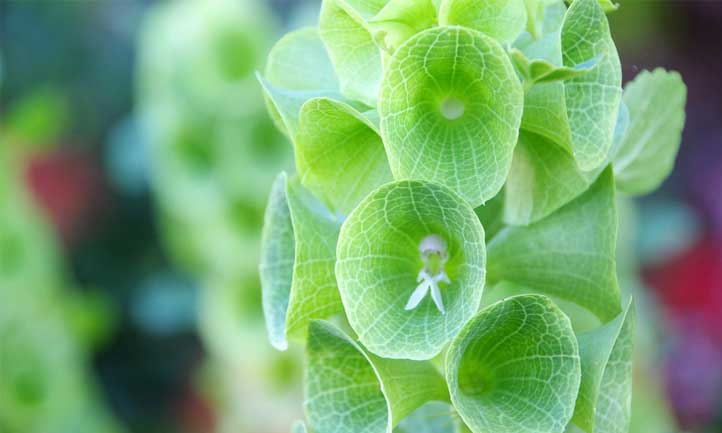 Bells of Ireland is a great beginner flower to try in your ornamental garden