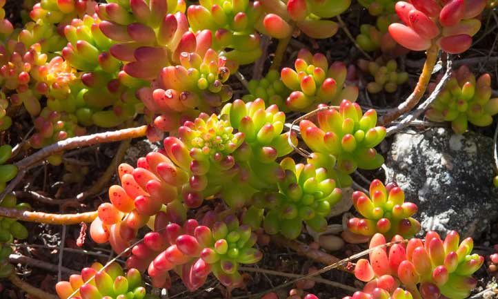 The pork and beans plant in a botanic garden