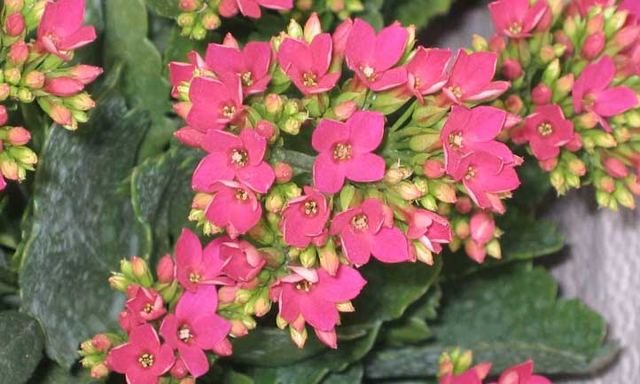 Gorgeous pink Kalanchoe blossfeldiana at the Hong Kong Flower Show