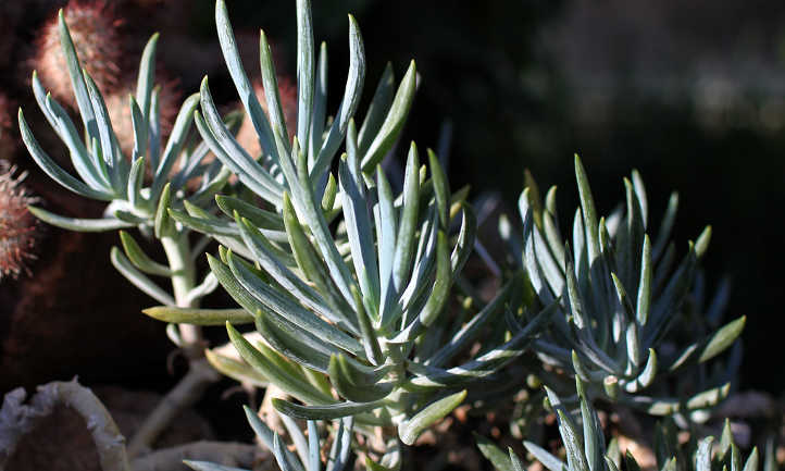 Blue chalksticks