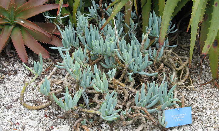 Blue chalk sticks