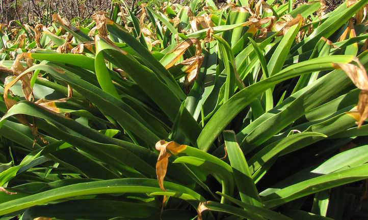 Brown leaf tips