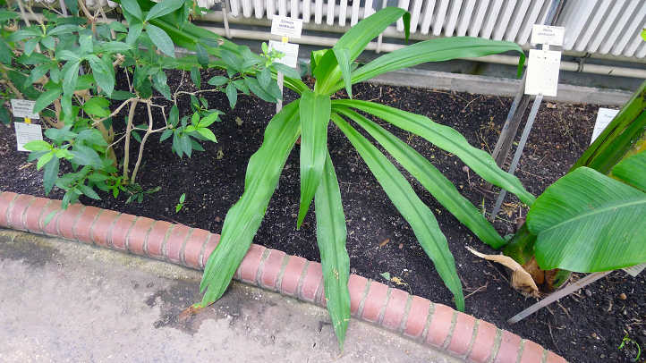 Crinum lily leaves