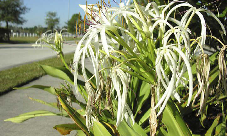 Spider lily flowers