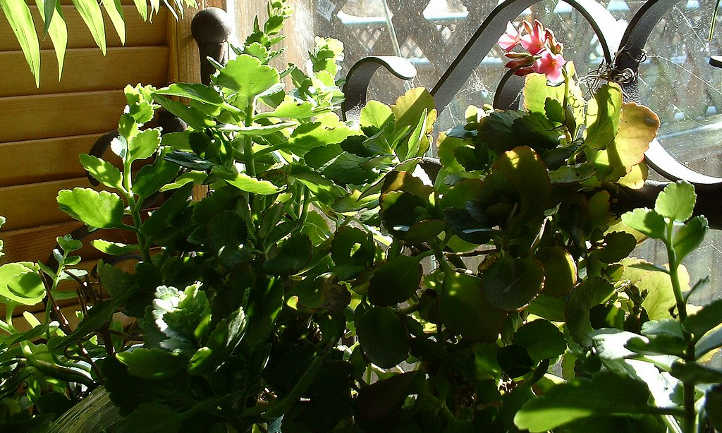 Kalanchoe foliage