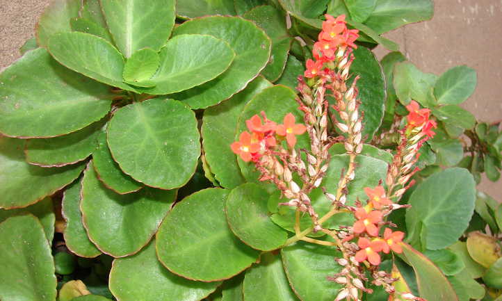 Leaves and flower buds