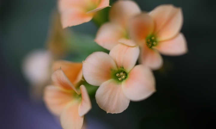 Pink kalanchoe