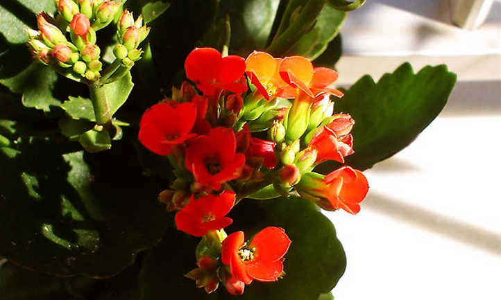 Red florist's kalanchoe