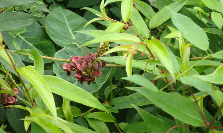 American groundnut