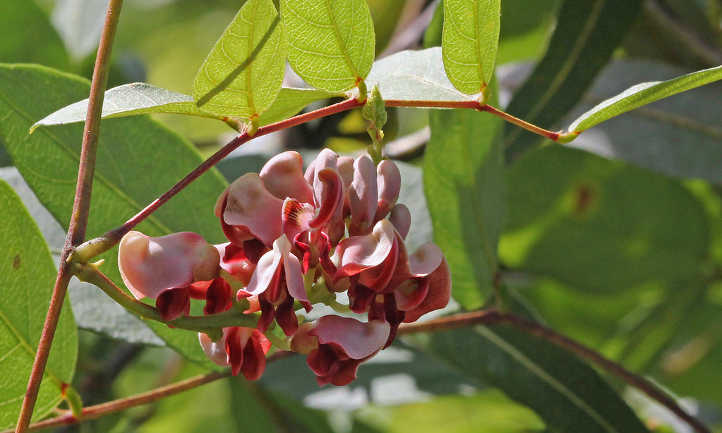 Apios Americana
