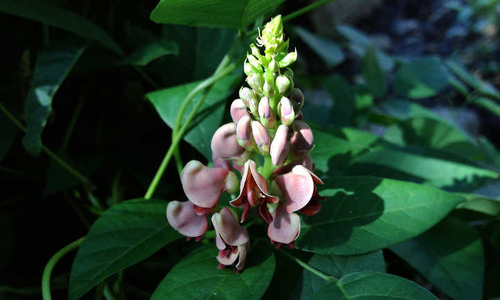 Closeup of groundnut flower