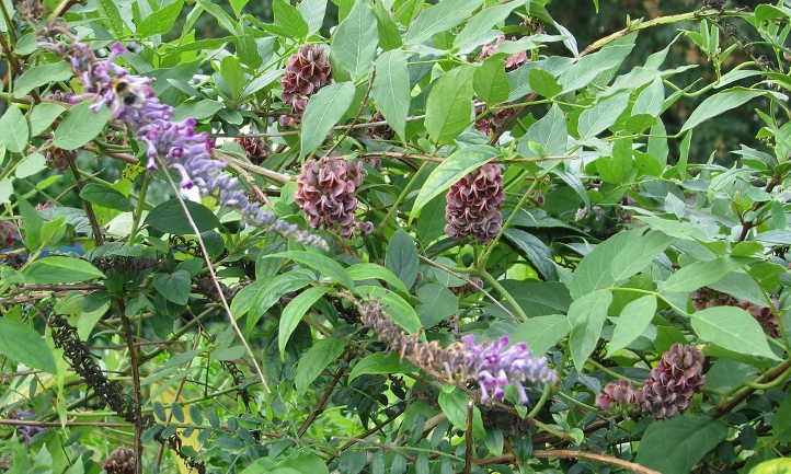 Hopniss plant