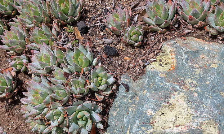 Aloe brevifolia in garden bed