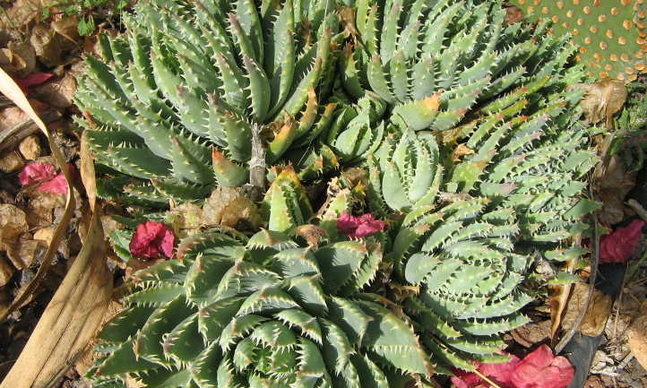 Crocodile aloe