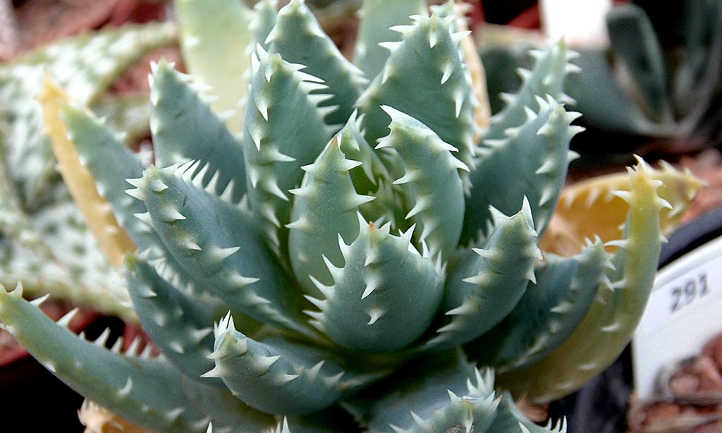 Short leaved aloe
