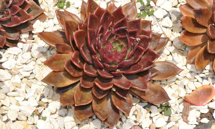 Stone mulch around Black Prince
