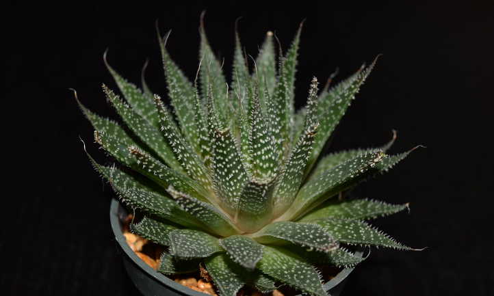 Aloe aristata