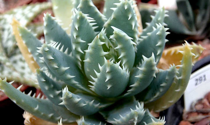 Aloe brevifolia