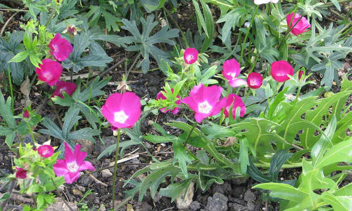 Callirhoe involucrata
