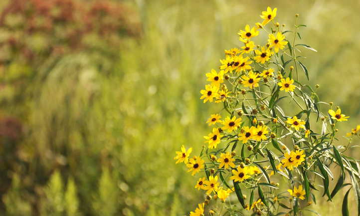 Coreopsis tripteris