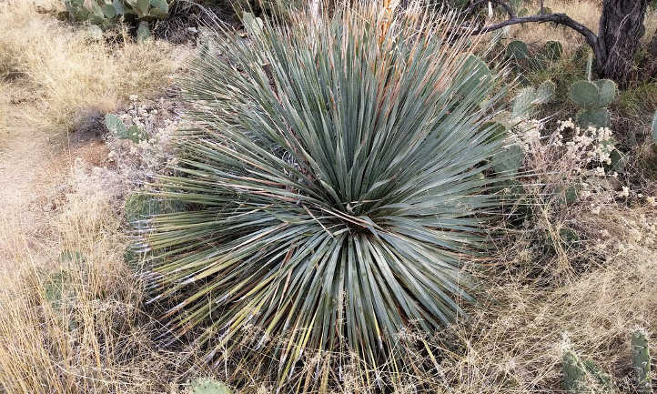 Dasylirion wheeleri