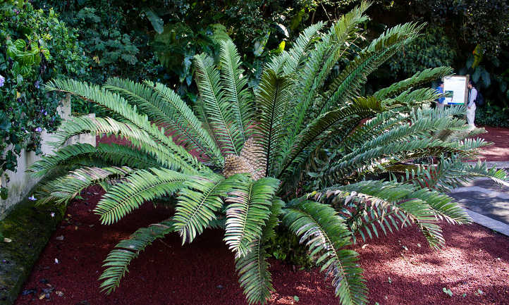 Dioon edule
