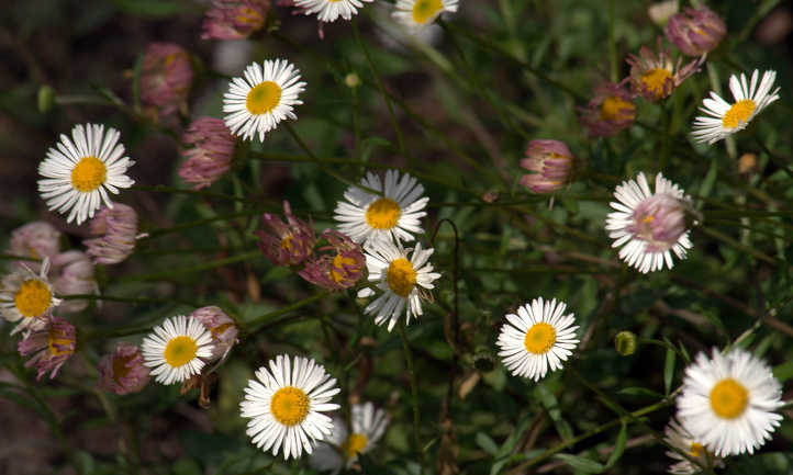 Erigeron karvinskianus