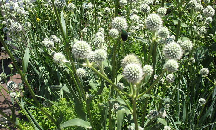 Eryngium yuccifolium