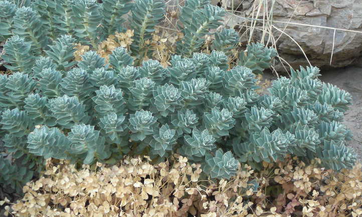 Euphorbia myrsinites