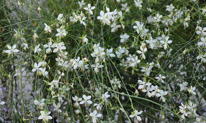 Gaura lindheimeri